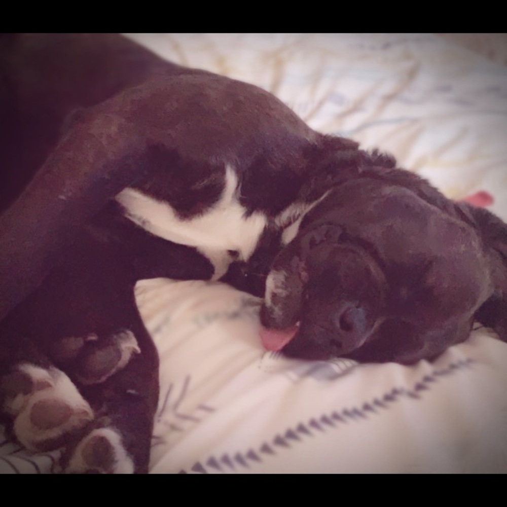 •PET FRIENDLY HOME!!•